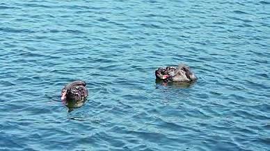 4k实拍蔚蓝湖水中的黑天鹅唯美空镜视频的预览图